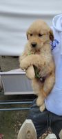 Golden Retriever Puppies for sale in East Hemet, California. price: $750