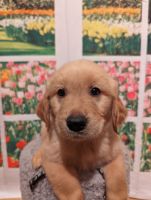 Golden Retriever Puppies for sale in Tennessee Ridge, TN, USA. price: $1,200