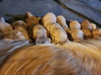 Golden Retriever Puppies for sale in Burton, Michigan. price: $1,000