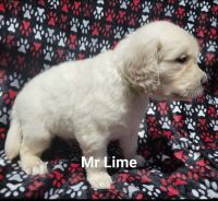 Golden Retriever Puppies for sale in Grand Island, Florida. price: $1,800