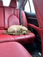 Golden Retriever Puppies for sale in Vernon Hills, Illinois. price: $1,500