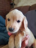 Golden Retriever Puppies for sale in Yucaipa, California. price: $1,700