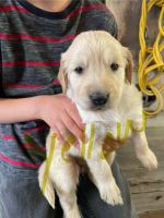 Golden Retriever Puppies for sale in Saranac, Michigan. price: $500