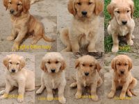 Golden Retriever Puppies for sale in Wake Forest, North Carolina. price: $650