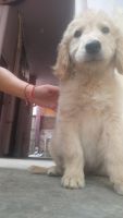 Golden Retriever Puppies for sale in Jaipur, Rajasthan. price: 10,000 INR