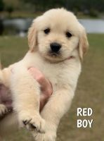 Golden Retriever Puppies for sale in Stella, NC 28582, USA. price: $1,000