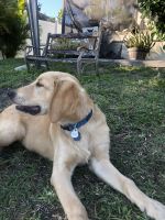 Golden Retriever Puppies for sale in Cape Coral, Florida. price: $700