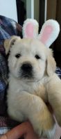 Golden Retriever Puppies for sale in Walnutport, PA 18088, USA. price: $1,500