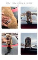 Golden Retriever Puppies for sale in Fort Worth, Texas. price: $800