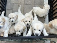 Golden Retriever Puppies for sale in Anaheim, California. price: $700