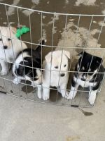 Golden Retriever Puppies for sale in Riverside, California. price: $15,000