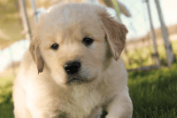 Golden Retriever Puppies for sale in Mason, Michigan. price: $2,500