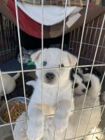 Golden Retriever Puppies for sale in Riverside, California. price: $100
