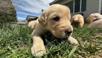 Golden Retriever Puppies for sale in Morgan, Utah. price: $1,000