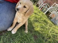 Golden Retriever Puppies for sale in Oregon City, OR 97045, USA. price: $550