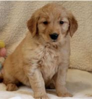 Golden Retriever Puppies for sale in Lancaster, Pennsylvania. price: $800