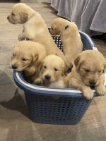 Golden Retriever Puppies for sale in Locust, North Carolina. price: $1,800