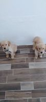 Golden Retriever Puppies for sale in Nagercoil, Tamil Nadu. price: 10,000 INR