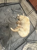 Golden Retriever Puppies for sale in Riverside, CA, USA. price: $2,000