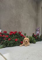 Golden Retriever Puppies for sale in Lodi, California. price: $1,600