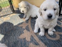 Golden Retriever Puppies for sale in Hermosa, South Dakota. price: $1,200
