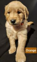 Golden Retriever Puppies for sale in Burton, Michigan. price: $95,000