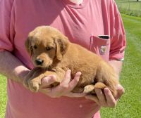 Golden Retriever Puppies for sale in Big Stone Gap, Virginia. price: $1,000