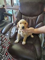 Golden Retriever Puppies for sale in Cleburne, Texas. price: NA