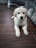 Golden Retriever Puppies for sale in Glendale, AZ 85301, USA. price: $900
