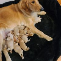 Golden Retriever Puppies for sale in Logansport, Indiana. price: $750