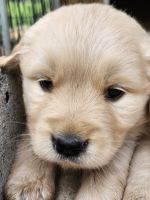 Golden Retriever Puppies for sale in Cottondale, Florida. price: $1,200