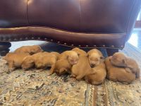 Golden Retriever Puppies for sale in Winner, South Dakota. price: $850