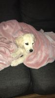 Golden Retriever Puppies for sale in Adelaide, South Australia. price: $1,500