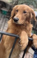 Golden Retriever Puppies for sale in Chesterfield, Virginia. price: $500