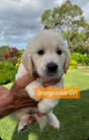 Golden Retriever Puppies for sale in Yeppoon, Queensland. price: $4,000