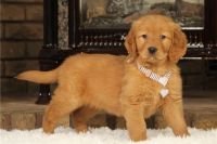 Golden Retriever Puppies for sale in Houston, Texas. price: $544
