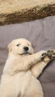 Golden Retriever Puppies for sale in Adelaide, South Australia. price: $2,200