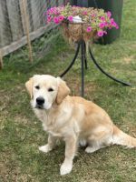 Golden Retriever Puppies for sale in Drysdale, Victoria. price: $4,000