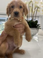 Golden Retriever Puppies for sale in 1860 Orangewood Ave, St Cloud, FL 34772, USA. price: $750