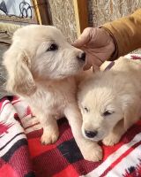 Golden Retriever Puppies for sale in Snowflake, AZ 85937, USA. price: $500