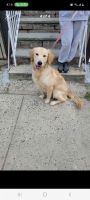 Golden Retriever Puppies for sale in Jersey City, New Jersey. price: $3,000