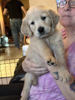 Golden Retriever Puppies for sale in Mesa, Arizona. price: $1,200