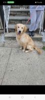 Golden Retriever Puppies for sale in Jersey City, New Jersey. price: NA