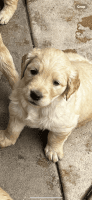 Golden Retriever Puppies for sale in Mission Viejo, California. price: $3,000