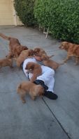 Golden Retriever Puppies for sale in San Jose, California. price: $100