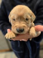 Golden Retriever Puppies for sale in Blaine, Washington. price: $1,500