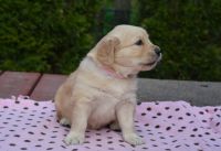 Golden Retriever Puppies for sale in Ingleside, Illinois. price: $2,500