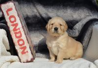 Golden Retriever Puppies for sale in Ingleside, Illinois. price: $2,500