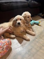 Golden Retriever Puppies for sale in Manorville, New York. price: $399