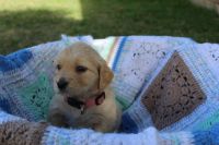 Golden Retriever Puppies for sale in Tamworth, New South Wales. price: $3,000